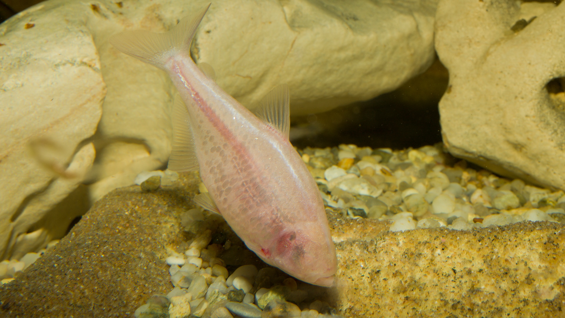 The murky world of cavefish BBC Earth